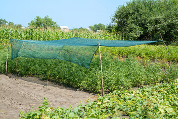 Shade net for tomatoes in the garden. Protection of vegetables from the scorching sun. Growing...