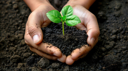 Gentle hands cradle a delicate plant, symbolizing growth and nurture