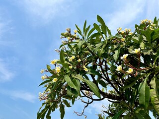 White frangipani kamboja flowers on tree branches isolated on horizontal bright blue sunny cloudy sky background.