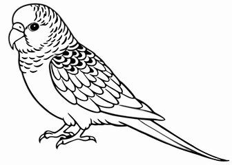 Line art of Budgerigar vector 