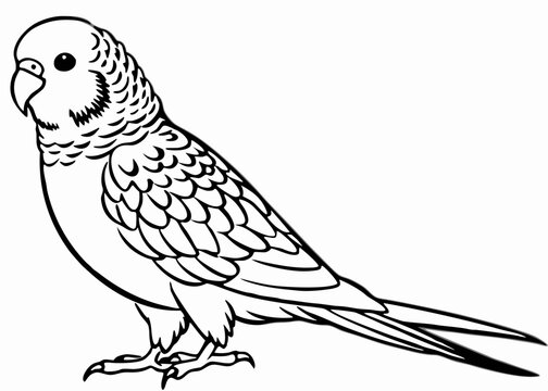 recommend clip art: Line art of Budgerigar vector 