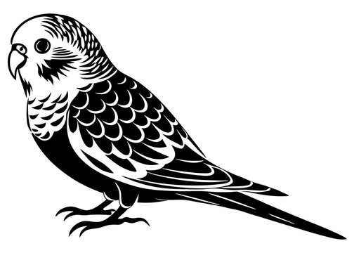 recommend clip art: Budgerigar silhouette vector illustration 