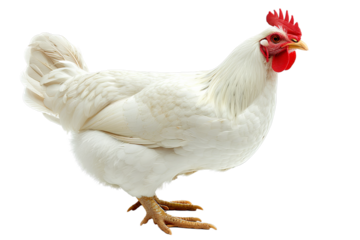 White Rooster on Black Background