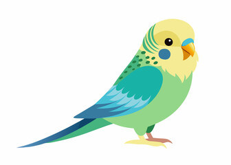 Budgerigar's colorful vector illustration 