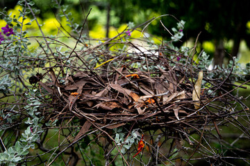 ,Building a nest,moss on a tree,Bird's nest on the tree