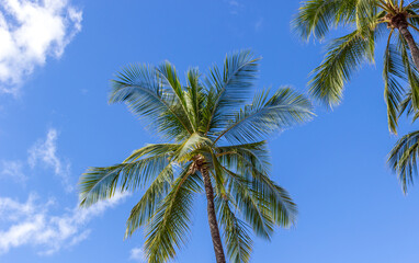 Beautiful palm trees at Hawaii