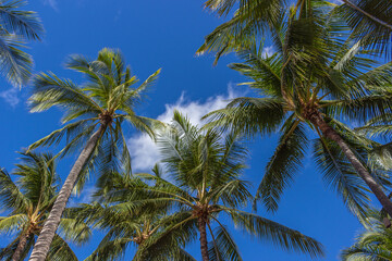 Fototapeta premium Beautiful palm trees at Hawaii