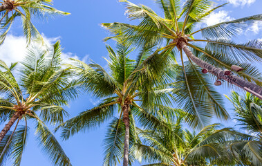 Beautiful palm trees at Hawaii