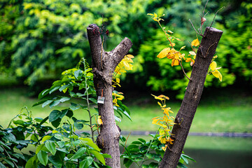 tree in the garden,tree, nature, forest, green