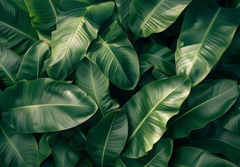 Tropical Green Banana Leaves Texture Background