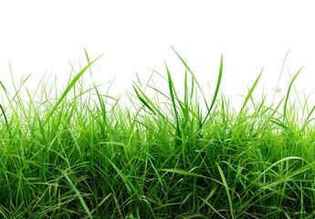 Obraz premium Realistic Green Grass Field Isolated On White