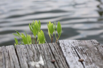 flowers on wooden background