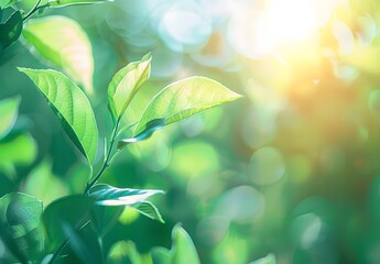 Obraz premium Green Leaves Bokeh Background, Sunlight, Nature