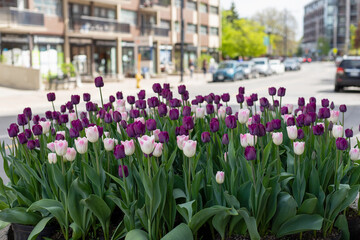 City view with tulips in spring. Cityscape in springtime in residential district