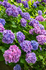 Light purple hydrangea flowers blooming in early summer at Shimoda Park in Izu.