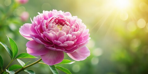 Fototapeta premium Beautiful and elegant flower peony, peonies, pink, blossom, garden, floral, petals, blooming, spring, botany, close-up
