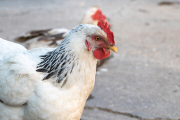 Close up of white chickens with black and red necks walking on the street
