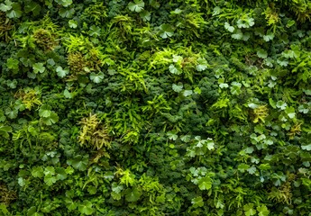 Obraz premium Green Moss Texture Background - Nature Wall Decor