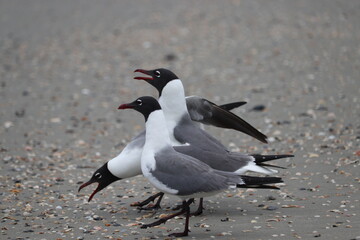 black headed gulls