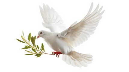 Obraz premium bird, dove, pigeon, peace, flying, sky, white, animal, blue, vector, fly, wing, illustration, flight, nature, love, symbol, freedom, wedding, feather, wings, swan, clouds, beauty, wildlife