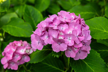 Close-up of pink hydrangea flowers blooming in early summer at Shimoda Park.