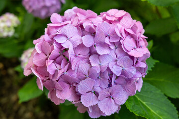 Close-up of pink hydrangea flowers blooming in early summer at Shimoda Park.