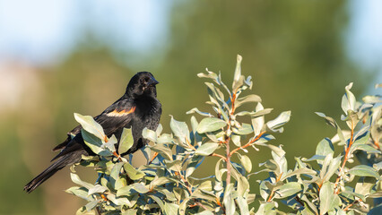 Red-Winged Blackbird Perched on Bush Branch.