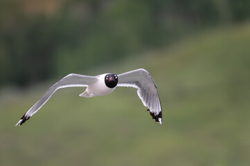 Franklin's Gull In Flight