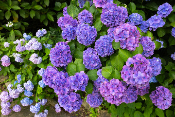 Purple hydrangea flowers blooming in early summer at Shimoda Park in Izu.