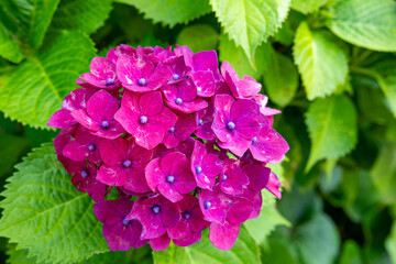 Red hydrangea flowers blooming in early summer at Shimoda Park in Izu.