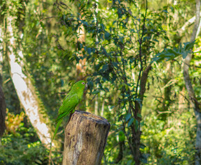 lizard on a tree