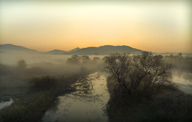 Wetland in Fog