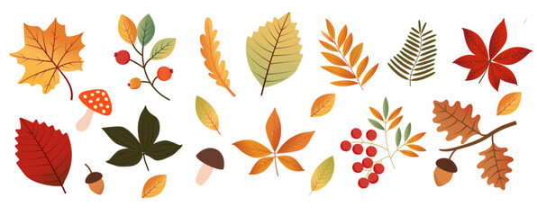 Hand-drawn elements of an autumn forest isolated on a white background. Autumn leaves; mushrooms; acorns. Harvest time. Autumn.