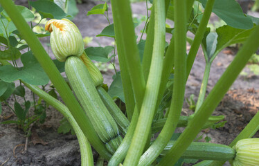 Obraz premium Zucchini plant with young fruit, also known as Cgrey Zina in the garden. Close-up of green zucchini split on long flower stem and leaves