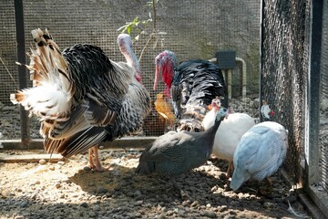 Several guineafowls (Numida meleagris) and turkeys (Meleagris gallopavo) living harmoniously in one coop, with black and white feathers.