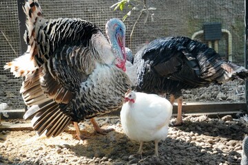 Several guineafowls (Numida meleagris) and turkeys (Meleagris gallopavo) living harmoniously in one coop, with black and white feathers.