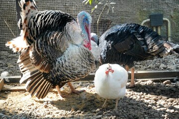 Several guineafowls (Numida meleagris) and turkeys (Meleagris gallopavo) living harmoniously in one coop, with black and white feathers.