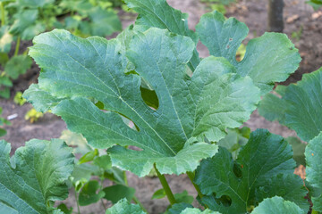 Fototapeta premium Close up of large leaves of zucchini on a commercial vegetable garden plant