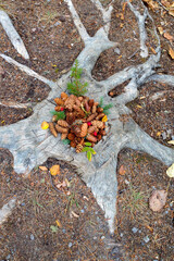 autumn leaves on the ground
