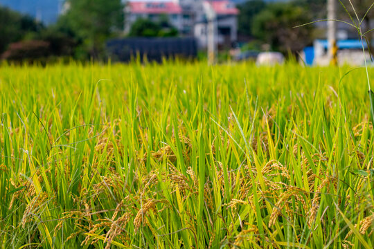 Grass