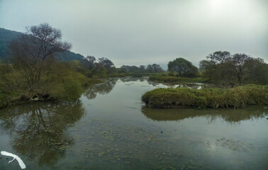 Cloudy Day in Wetland