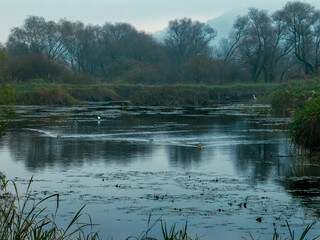Cloudy Day in Wetland