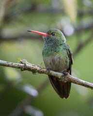 Amazilia tzacatl