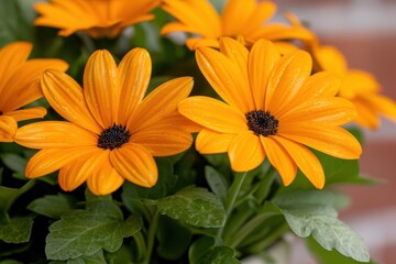 Vibrant orange daisy flowers in bloom