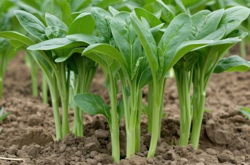Obraz premium fresh green leafy vegetables growing in garden