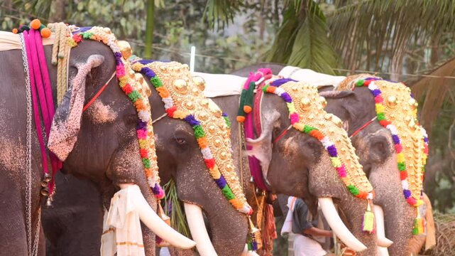 Decorated elephants stand in line for procession at Thrissur Pooram, India. Thrissur Pooram is the most popular elephant festival in India.