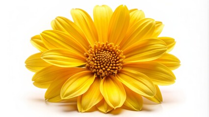 Vibrant yellow bloom with delicate petals and golden center isolated on a clean white background, symbolizing hope and renewal.