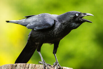 The Australian raven is a passerine corvid bird native to Australia.