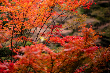 紅葉