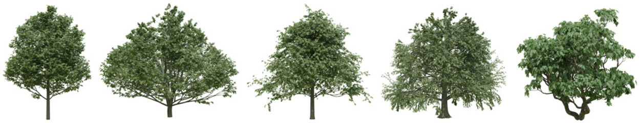 Obraz premium Collection of realistic large woods trees with isolated on transparent background. PNG file, 3D rendering illustration, Clip art and cut out 